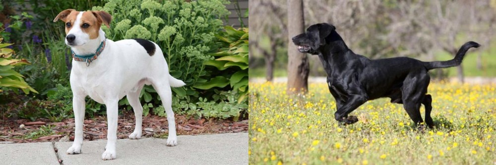 Perro de Pastor Mallorquin vs Danish Swedish Farmdog - Breed Comparison
