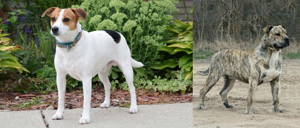 Perro de Presa Mallorquin vs Danish Swedish Farmdog - Breed Comparison