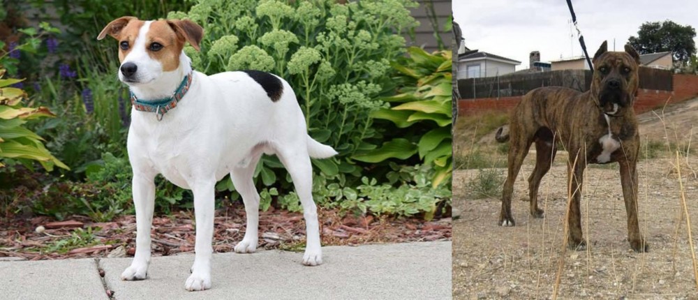 Perro de Toro vs Danish Swedish Farmdog - Breed Comparison