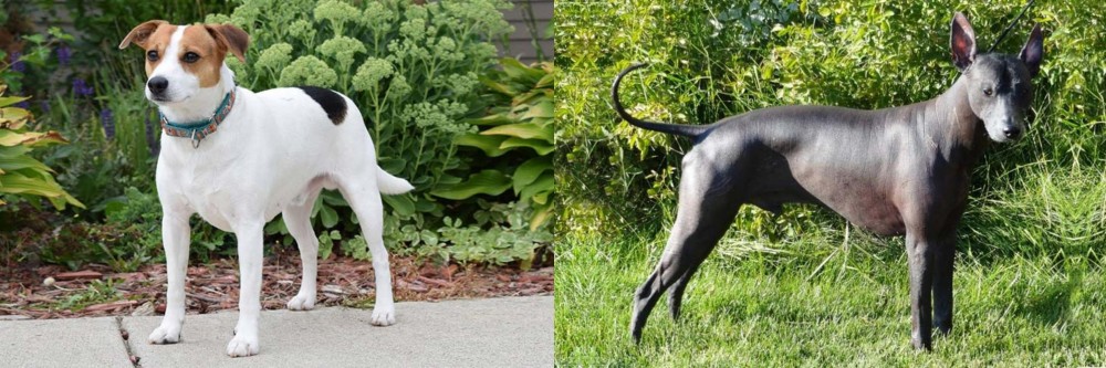 Peruvian Hairless vs Danish Swedish Farmdog - Breed Comparison