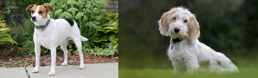 Petit Basset Griffon Vendeen vs Danish Swedish Farmdog - Breed Comparison