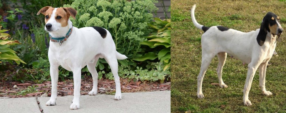 Petit Gascon Saintongeois vs Danish Swedish Farmdog - Breed Comparison