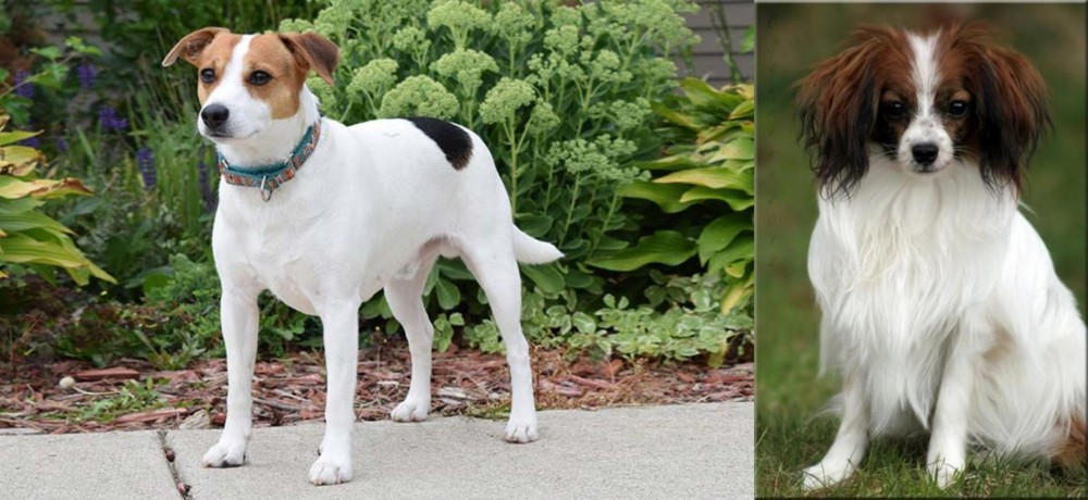 Phalene vs Danish Swedish Farmdog - Breed Comparison