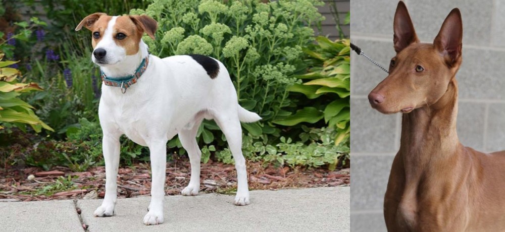 Pharaoh Hound vs Danish Swedish Farmdog - Breed Comparison