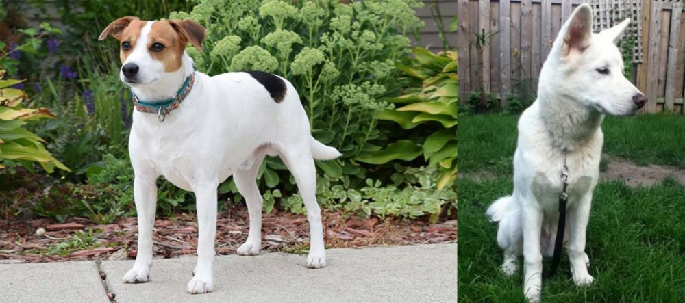 Phung San vs Danish Swedish Farmdog - Breed Comparison