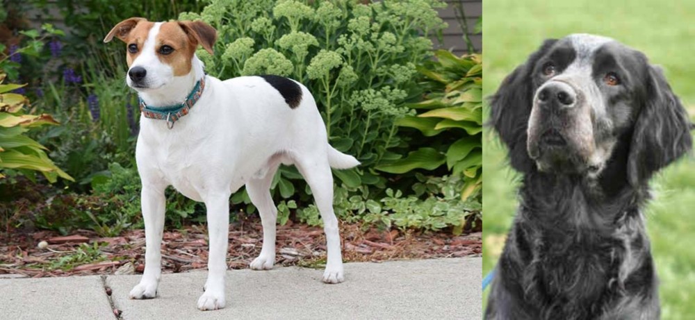 Picardy Spaniel vs Danish Swedish Farmdog - Breed Comparison