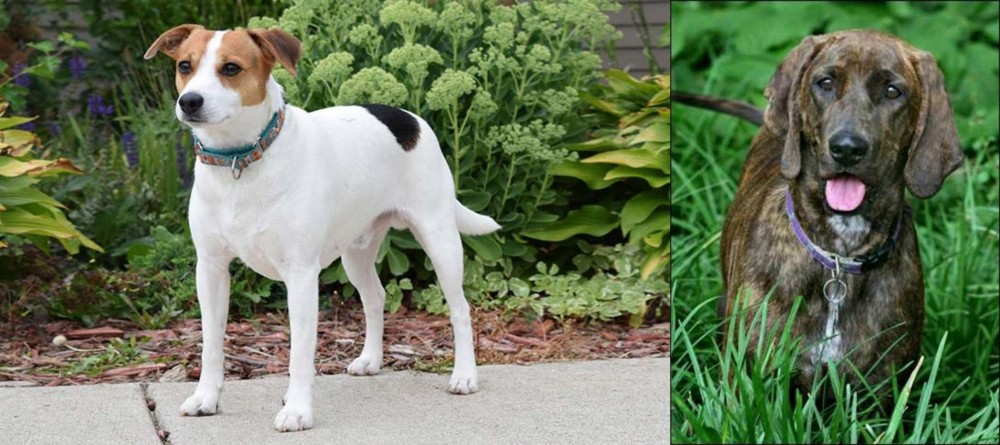 Plott Hound vs Danish Swedish Farmdog - Breed Comparison