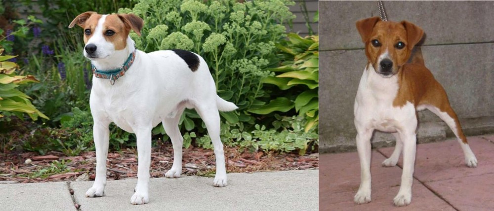 Plummer Terrier vs Danish Swedish Farmdog - Breed Comparison