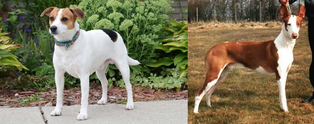 Podenco Canario vs Danish Swedish Farmdog - Breed Comparison