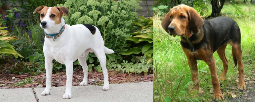Polish Hound vs Danish Swedish Farmdog - Breed Comparison