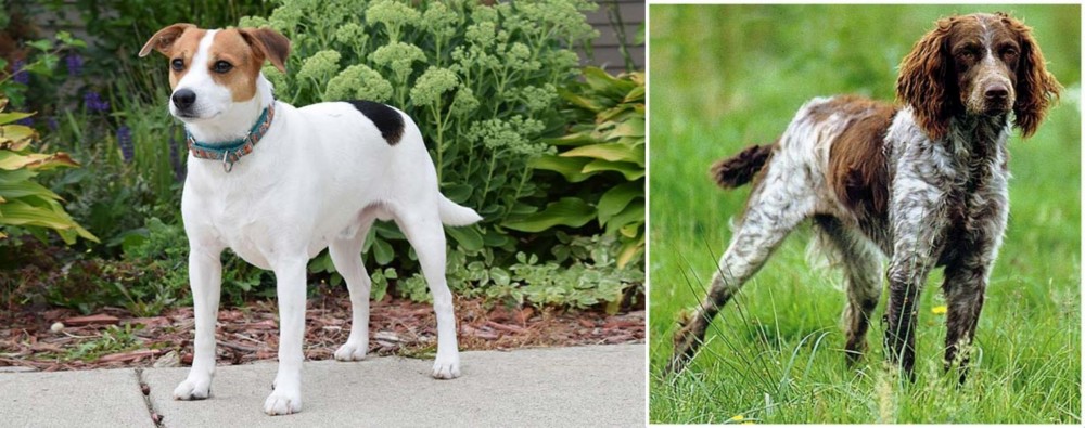 Pont-Audemer Spaniel vs Danish Swedish Farmdog - Breed Comparison