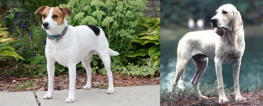 Porcelaine vs Danish Swedish Farmdog - Breed Comparison