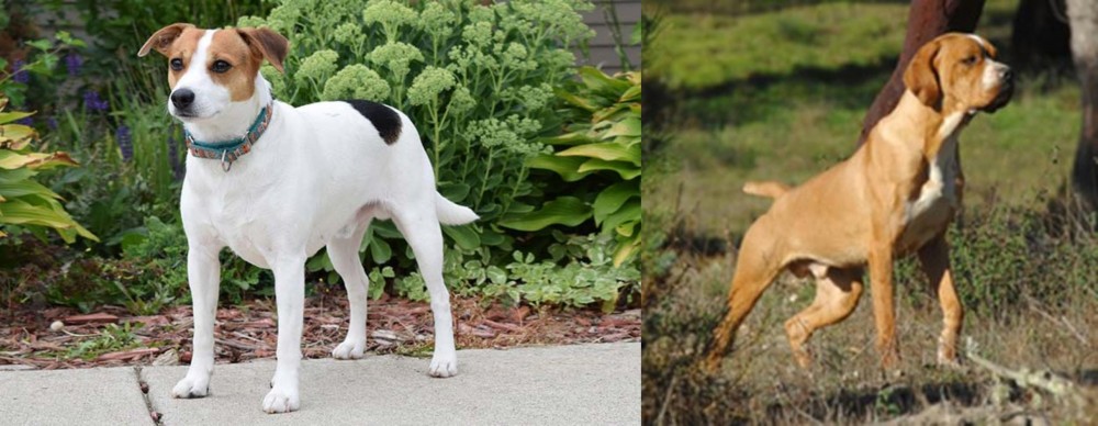 Portuguese Pointer vs Danish Swedish Farmdog - Breed Comparison