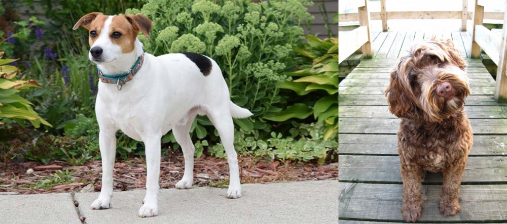 Portuguese Water Dog vs Danish Swedish Farmdog - Breed Comparison