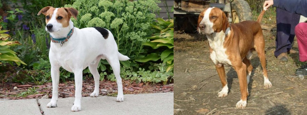 Posavac Hound vs Danish Swedish Farmdog - Breed Comparison