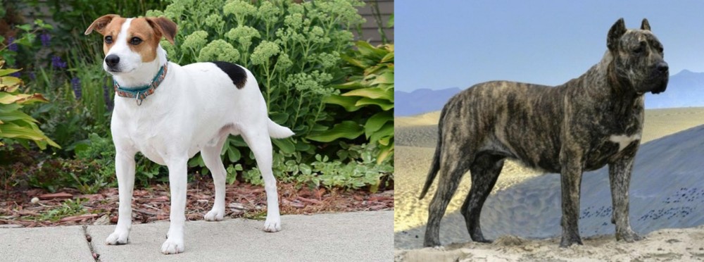 Presa Canario vs Danish Swedish Farmdog - Breed Comparison