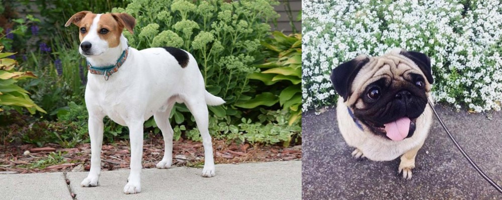 Pug vs Danish Swedish Farmdog - Breed Comparison