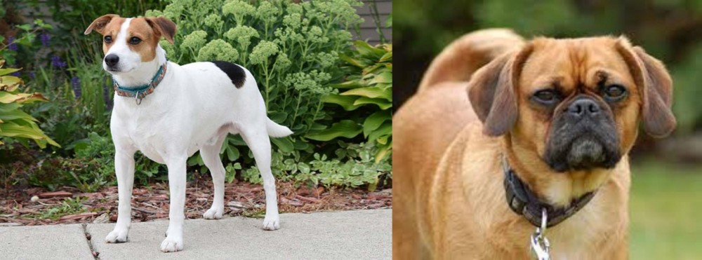 Pugalier vs Danish Swedish Farmdog - Breed Comparison