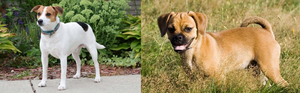 Puggle vs Danish Swedish Farmdog - Breed Comparison
