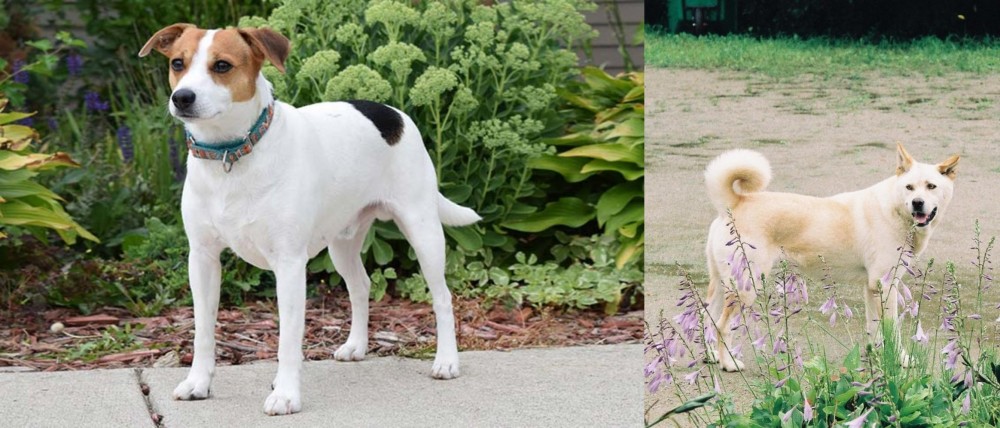 Pungsan Dog vs Danish Swedish Farmdog - Breed Comparison