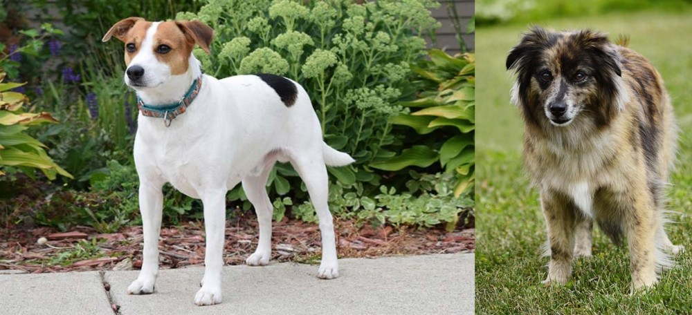 Pyrenean Shepherd vs Danish Swedish Farmdog - Breed Comparison
