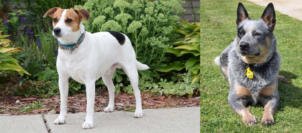 Queensland Heeler vs Danish Swedish Farmdog - Breed Comparison