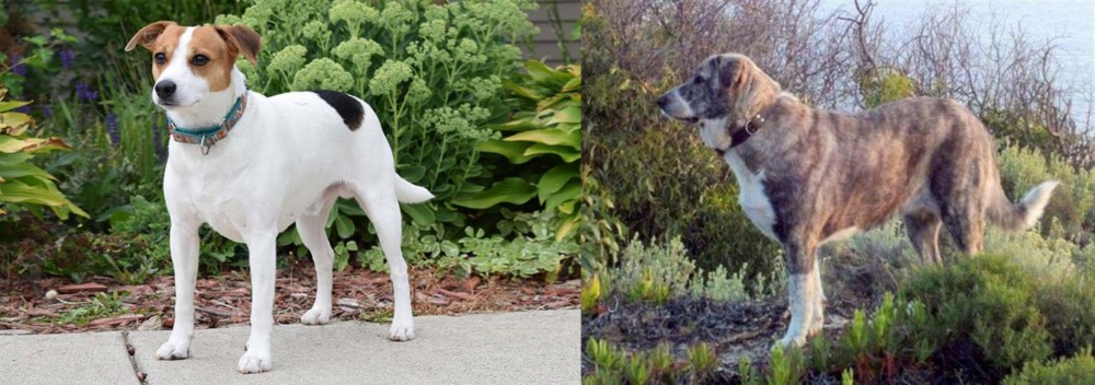 Rafeiro do Alentejo vs Danish Swedish Farmdog - Breed Comparison
