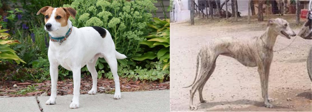 Rampur Greyhound vs Danish Swedish Farmdog - Breed Comparison