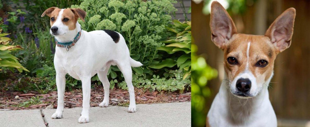 Rat Terrier vs Danish Swedish Farmdog - Breed Comparison
