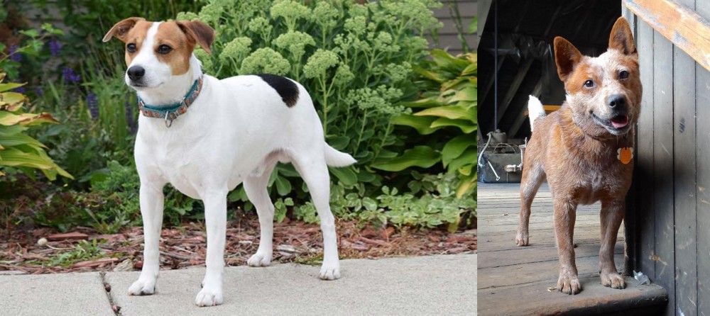 Red Heeler vs Danish Swedish Farmdog - Breed Comparison