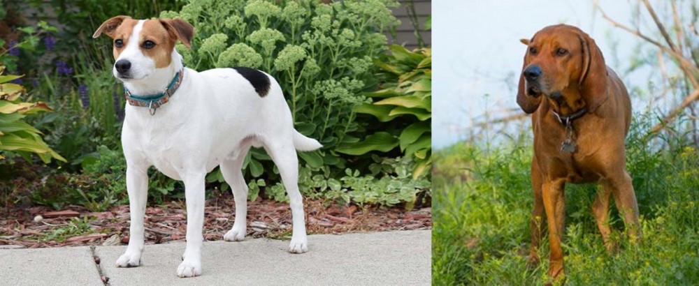Redbone Coonhound vs Danish Swedish Farmdog - Breed Comparison