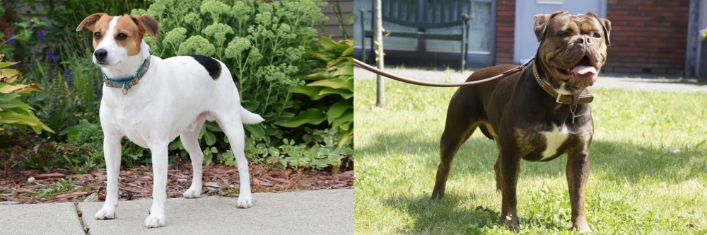 Renascence Bulldogge vs Danish Swedish Farmdog - Breed Comparison
