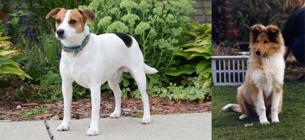 Rough Collie vs Danish Swedish Farmdog - Breed Comparison