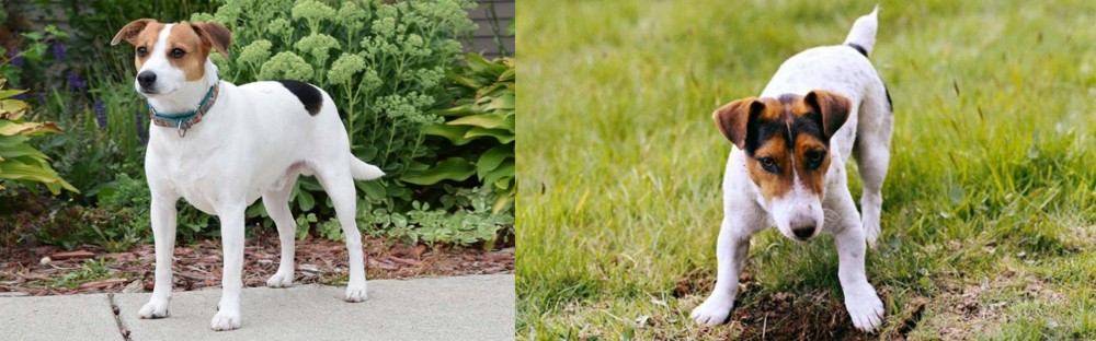 Russell Terrier vs Danish Swedish Farmdog - Breed Comparison
