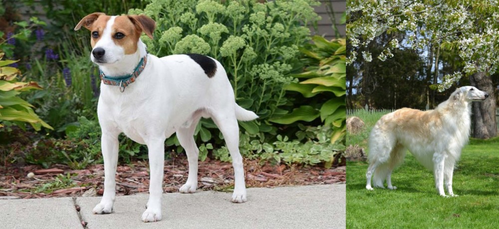 Russian Hound vs Danish Swedish Farmdog - Breed Comparison