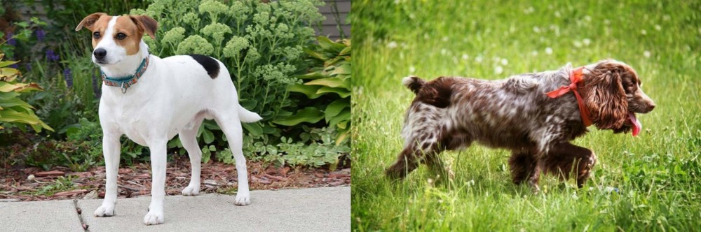 Russian Spaniel vs Danish Swedish Farmdog - Breed Comparison