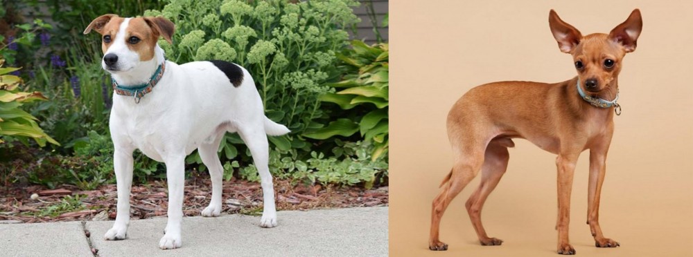 Russian Toy Terrier vs Danish Swedish Farmdog - Breed Comparison