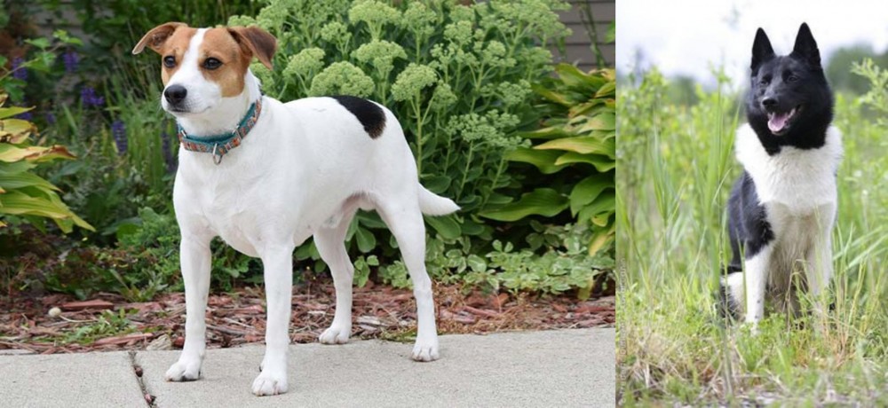 Russo-European Laika vs Danish Swedish Farmdog - Breed Comparison
