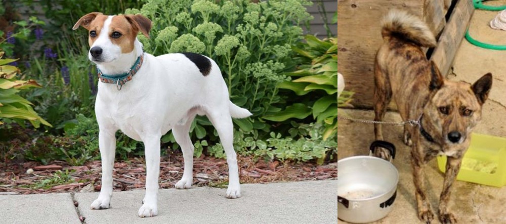 Ryukyu Inu vs Danish Swedish Farmdog - Breed Comparison