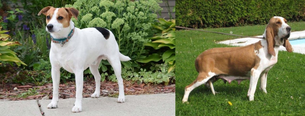 Sabueso Espanol vs Danish Swedish Farmdog - Breed Comparison