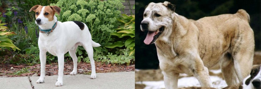 Sage Koochee vs Danish Swedish Farmdog - Breed Comparison