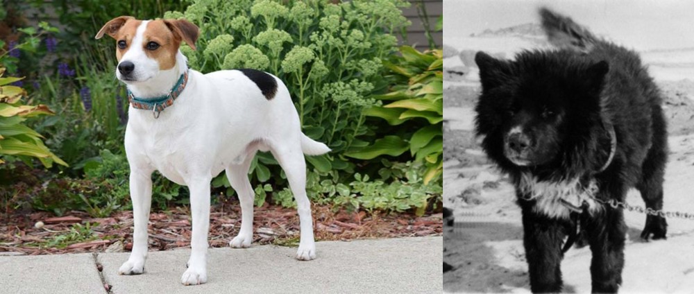 Sakhalin Husky vs Danish Swedish Farmdog - Breed Comparison