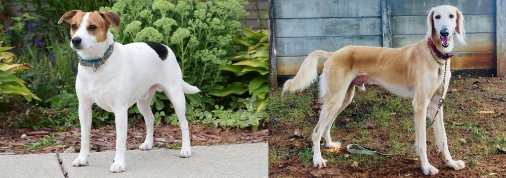 Saluki vs Danish Swedish Farmdog - Breed Comparison