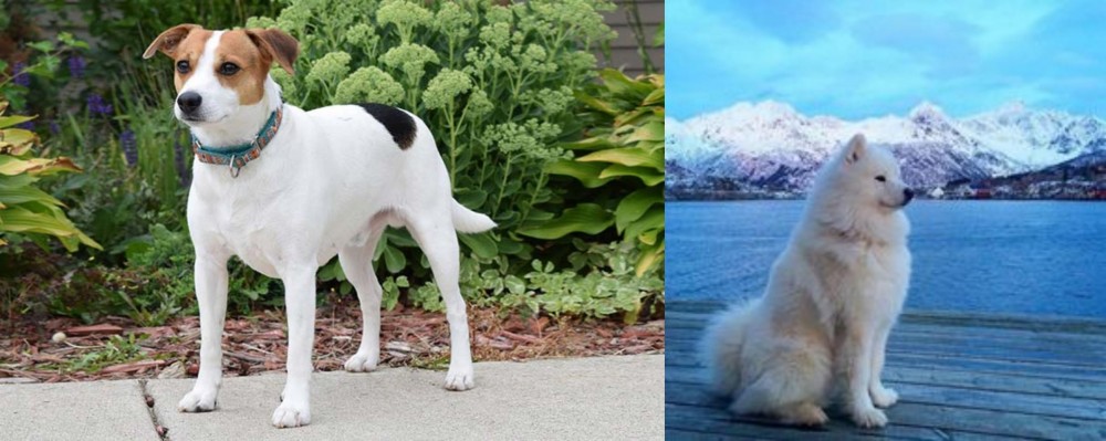 Samoyed vs Danish Swedish Farmdog - Breed Comparison