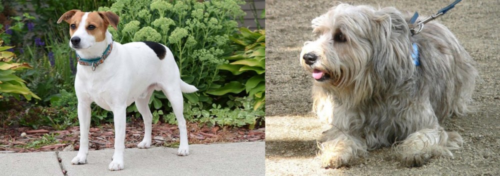 Sapsali vs Danish Swedish Farmdog - Breed Comparison