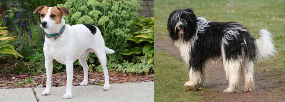Schapendoes vs Danish Swedish Farmdog - Breed Comparison