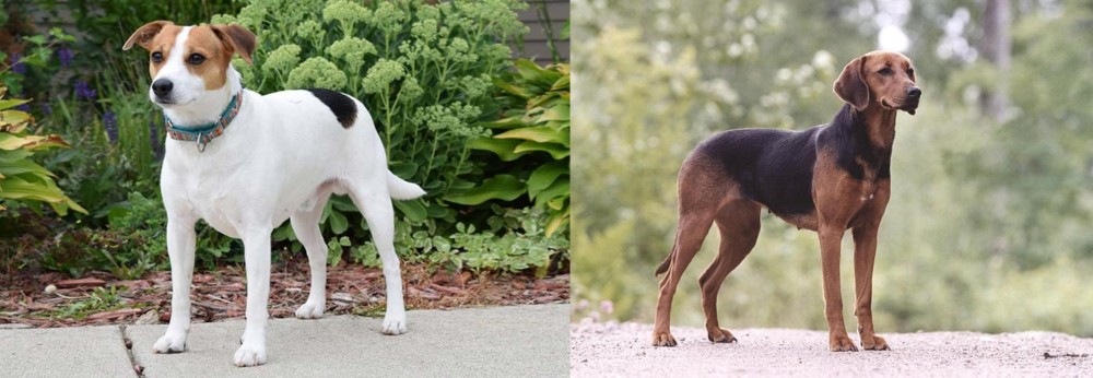 Schillerstovare vs Danish Swedish Farmdog - Breed Comparison