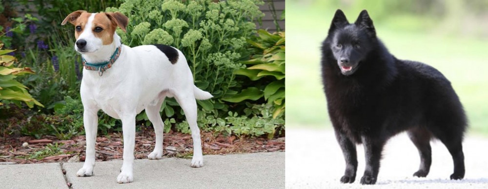 Schipperke vs Danish Swedish Farmdog - Breed Comparison