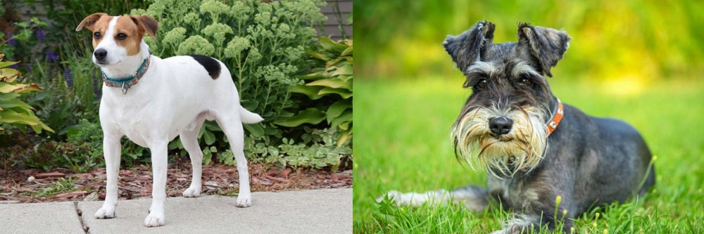 Schnauzer vs Danish Swedish Farmdog - Breed Comparison