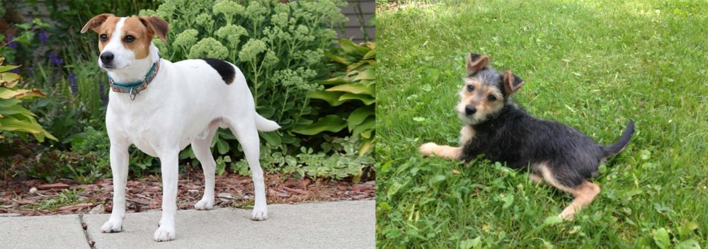 Schnorkie vs Danish Swedish Farmdog - Breed Comparison